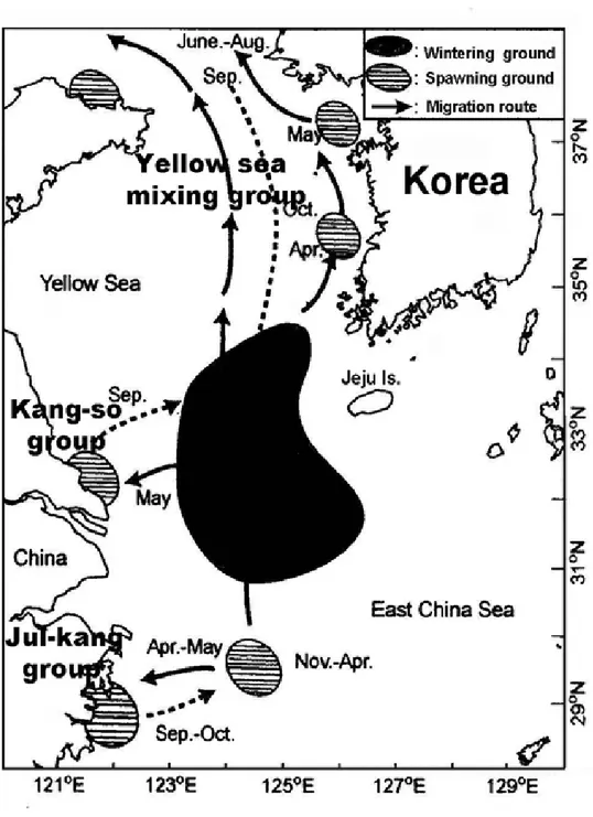 Fig.  2.  Schematic  diagram  of  distribution  and  migration  routes  of  yellow  croaker,  Pseudosciaena  polyactis  in  the  Yellow  Sea  and  the  East  China  Sea(Shojima  and  Otaki,  1982).