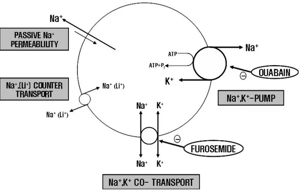Figure 1-1. Model of erythrocyte Na efflux channels 