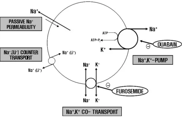 Figure 1-1. Model of erythrocyte Na efflux channels 