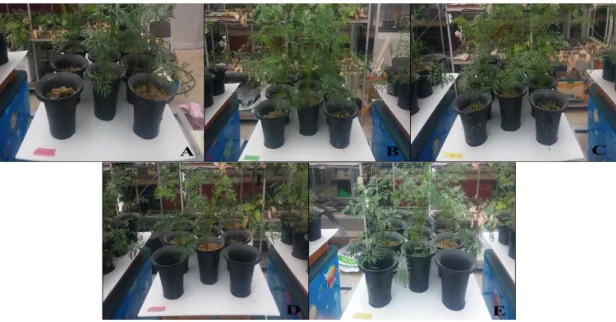 Fig. 1-3. Growth of carrot grown under different nutrient solutions and ECs  at high temperature period
