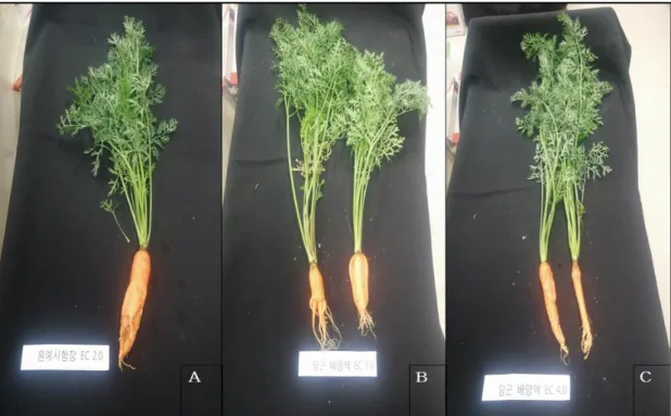 Fig.  1-4.  Non-marketable  roots  of  carrot  grown  under  different  ECs  of        nutrient  solutions  at  high  temperature  period