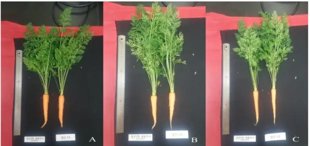 Fig. 1-5. Growth of carrot grown under different ECs of nutrient solutions  at low temperature period