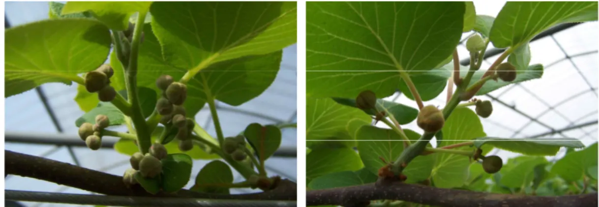 Fig.  2.  A  flower  buds  of  Actinidia  chinensis   var.  ‘Jecy  Gold’  (left)  and 