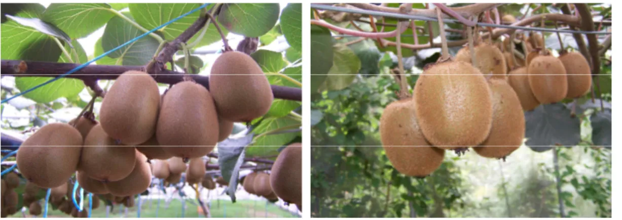 Fig.  3.  Fruits  of  Actinidia  chinensis   var.  ‘Jecy  Gold’  (left)  and  Actinidia 