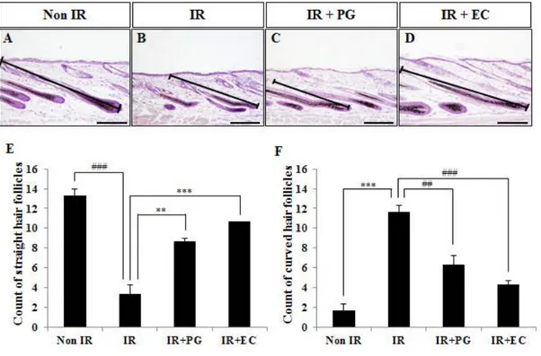 Figure  1.  Histological  sections  of  a  dorsal  skin  from  (A)  Non-irradiated  mice  (Non  IR),  (B)  irradiated  mice  (8.5Gy),  (C)  irradiated  (8.5Gy)  plus  PG  (10mg/kg)  treated  mice  (IR+PG),  (D)  irradiated  (8.5Gy)  plus  EC  treated  mice