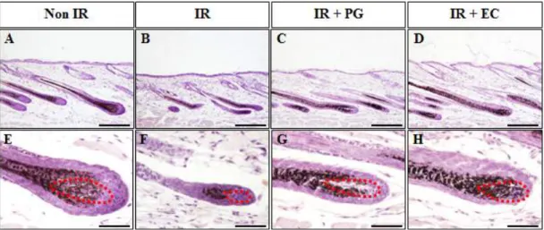 Figure  3.  The  dermal  papilla  shape.  (A,  E)  Non-irradiated  mice  (Non  IR),  (B,  F)  irradiated  mice  (8.5Gy;  IR),  (C,  G)  irradiated  (8.5Gy)  plus  PG  treated  mice  (IR+PG),  (D,  H)  irradiated    (8.5Gy)  plus  EC  treated  mice  (IR+EC)