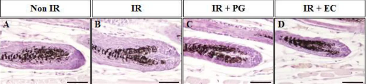 Figure  4.  Effect  of  gamma-rays  on  the  development  of  melanocytes.  (A)  Non-irradiated  mice  (Non  IR),  (B)  irradiated    (8.5Gy)  mice,  (C)    irradiated  (8.5Gy)  plus  PG  (10mg/kg)  treated  mice  (IR+PG),  (D)  irradiated  (8.5Gy)  plus  