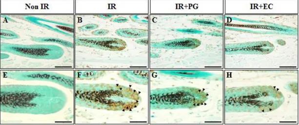 Figure  6.  Typical  apoptotic  fragments  in  hair  follicles  uner  TUNEL  assay.  (A,  E)  Non-irradiated  mice  (Non  IR),  (B,  F)  irradiated  mice  (8.5Gy;  IR),  (C,  G)  irradiated  (8.5Gy)  plus  PG  treated  mice  (IR+PG),  (D,  H)  irradiated  
