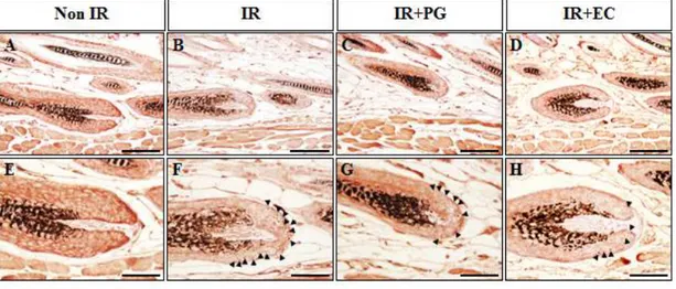 Figure  7.  p53  immunoreactivity  in  hair  follicles  of  mice  8  hours  after  gamma-rays  irradiation