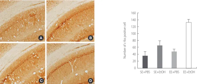 Figure 3. Immunostaining of c-fos in hippocampus CA1 in ethanol exposure induced cognitive imparement adolescent rat