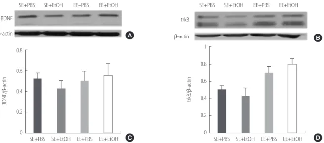 Figure 5. The synaptic plasticity in ethanol exposure induced cognitive impairment adolescent rat of by western blotting