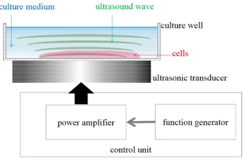 Figure  1.1.  An  illustration  of  a  typical  in  vitro  experimental  setup  for  the  study  of  cell  response  to  ultrasound