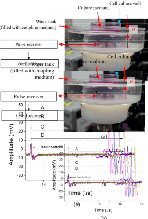 Figure 2.4 Ultrasonic measurement of the height of the culture medium in the well: (a) experimental  setup with a 10 MHz ultrasonic transducer and (b) ultrasonic pulses reflected at the medium-air interface  for  the  four  heights  (A,  B,  C,  and  D)