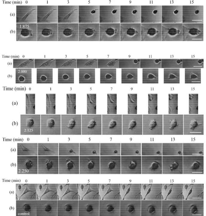 Figure 3.2. The morphology changes of HT-22 cell during ultrasound irradiations. (a) Cell body and  neurite retraction, (b) cell body response by ultrasound exposure for different medium heights, 1.875, 2.0,  2.125, 2.25 mm, and control (1.875mm)