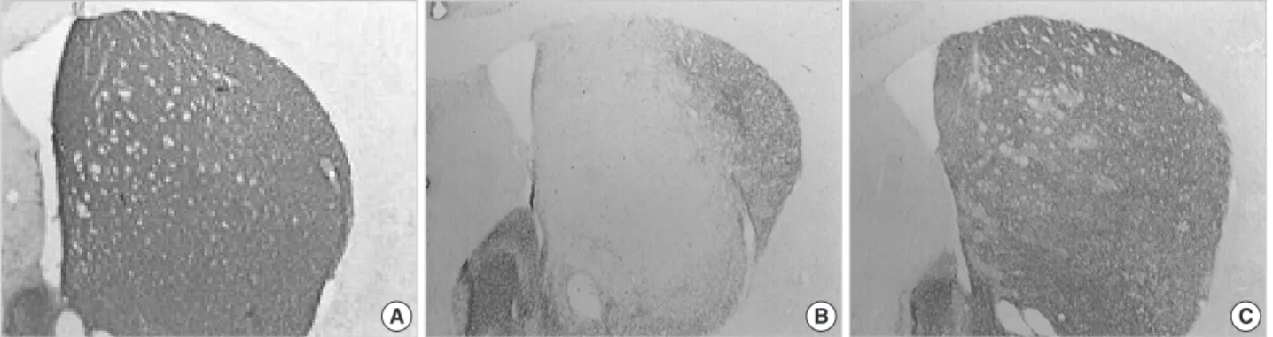 Fig. 6. MPTP-induced loss of dopaminergic neuronal cell in SNpc. A: Normal group; B: MPTP treated group; C: MPTP+EE treated group.