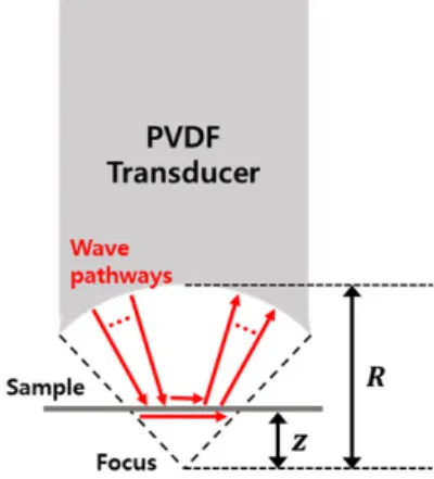 Fig.  1.  Possible  pathways  of  ultrasonic  waves  from  PVDF line focused transducer
