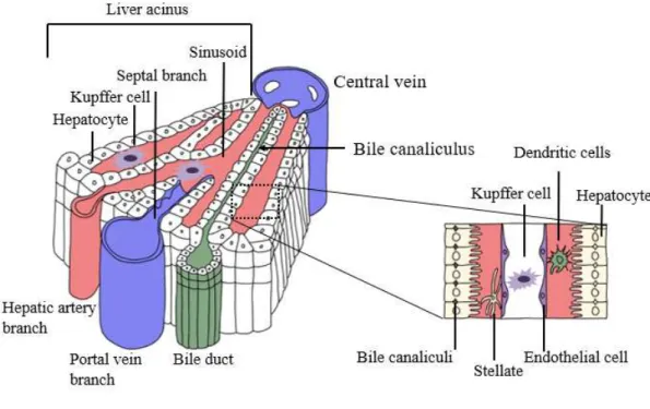Figure  1.  Three-dimensional  structure  of  a  liver  lobule.  Blood  in  the  branches  of  the  hepatic  artery  and  portal  vein  enters  the  sinusoids,  between  the  cords  of  liver  cells,  and  courses  toward  the  central  vein,  which  is  a
