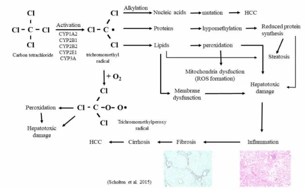 Figure  2.  Pathobiochemical  sequence  of  events  during  carbon  tetrachloride  (CCl 4 )-induced  liver  damage