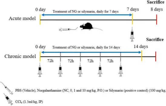Figure  3.  Shematic  drawing  of  the  experimental  design  used  to  evaluate  the  effects  of  norgalanthamine  on  CCl 4 -induced  liver  injury  in  mice