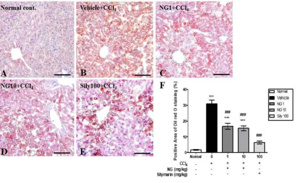 Figure  6.  Oil  red  O  staining  of  frozen  sections  of  liver  tissue  from  treated  and  untreated  mice  reveals  lipid  accumulation