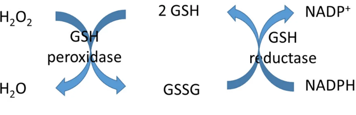Fig.  3.  GSH  is  an  important  antioxidant.  Hydrogen  peroxide  can  be  metabolized  by  GSH  peroxidase