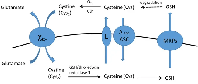 Fig. 4. Cysteine/cystine cycle and amino acid transporters.   