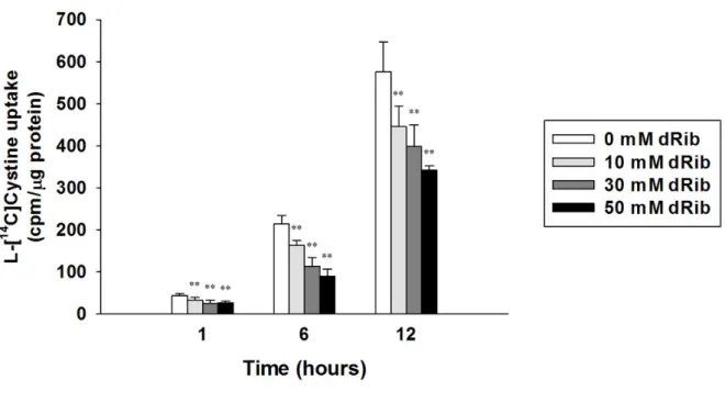 Fig. 11. Dose- and time-responses of intracellular  L -[ 14 C]cystine uptake in RINm5F cells