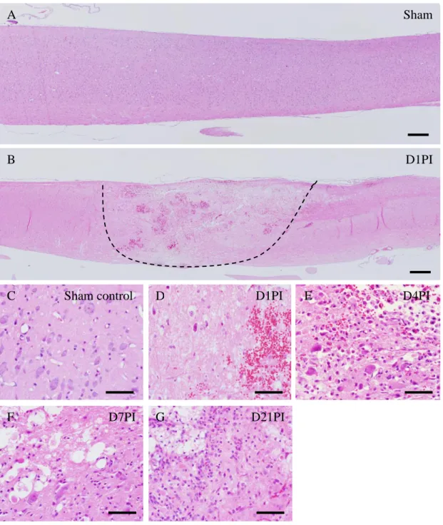 Figure  2.  Histopathological  changes  in  the  spinal  cord  after  clip  compression  injury  (A–G)  visualized with  hematoxylin  and  eosin  staining