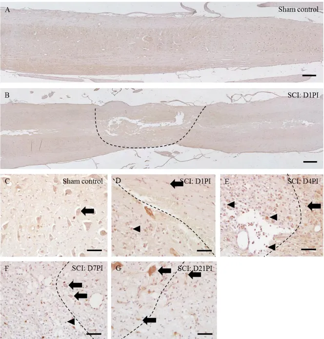 Figure  4.  Immunohistochemical  localization  of  Ninjurin-1  in  the  spinal  cords  of  sham  control  rats (A and C), D1PI (B and D), D4PI (E), D7PI (F) and D21PI (G)