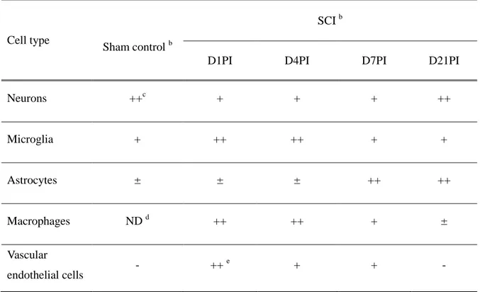 Table 3. Immunoreactivity of Ninjurin-1 in the spinal cords of controls and SCI rats a 