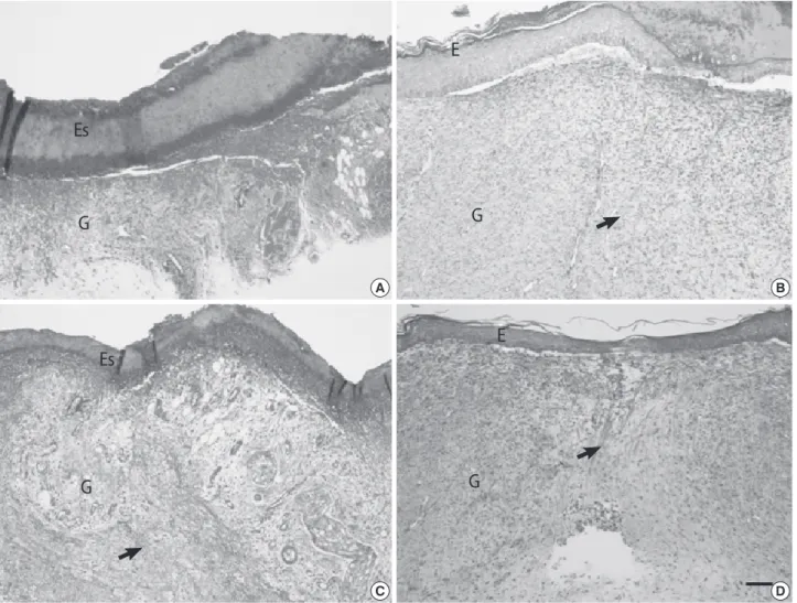 Figure 2. Comparison of the collagen density in the dermis between control and CTL extract-treated rat