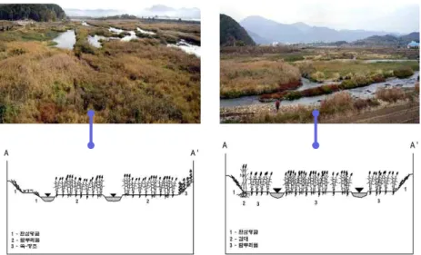 Fig. 4. Anastoming Channels and Their Cross-sectional Vegetation Distribution at Tributary Deltas Near Conjunction Sites of the Dogok River (Left) and Hwasoon River (Right).
