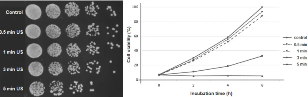 Fig. 3. For cell viability test, overnight cultured yeast cells were treated with 40 kHz ultrasound (US) at various  times, incubated for 24 h (left), and then measured at absorbance of 660 nm with different time intervals (right)  for cell death detection