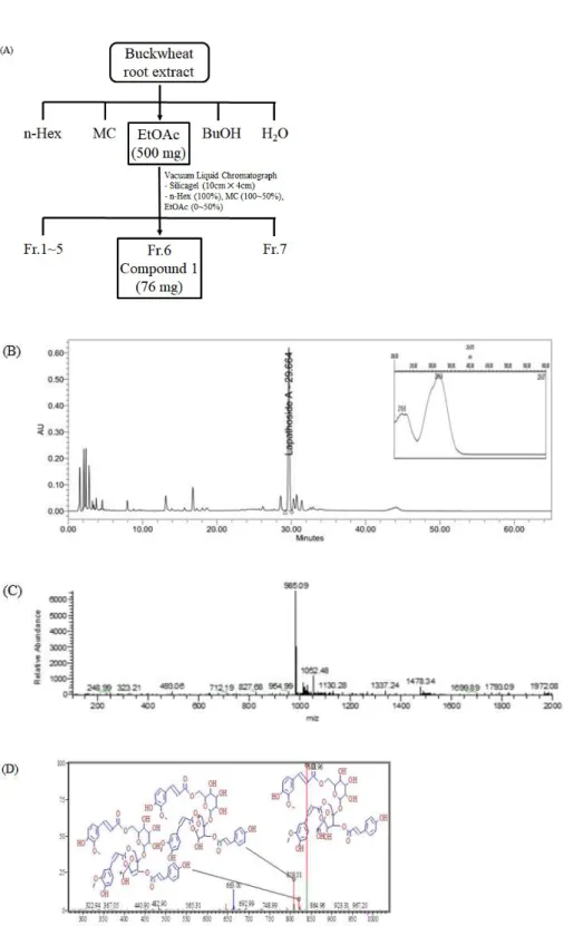 Figure  1.  Extraction  and  isolation  of  lapathoside  A.  (A)  The  scheme  of  isolation  process  from  Buckwheat  root  extracts