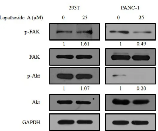 Figure  9.  Expression  levels  of  cellular  signaling  pathway  proteins  treated  with  lapathoside  A  in  293T  and  PANC-1  cells