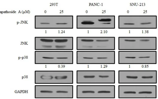Figure  10.  Expression  levels  of  MAPK  proteins  treated  with  lapathoside  A  in  293T,  PANC-1,  and  SNU-213  cells