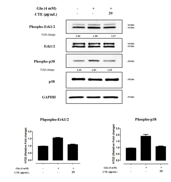 Figure  4.  Effect of CTE on glutamate-induced  oxidative toxicity relative proteins in  HT22 cells.
