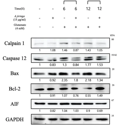 Figure 7. A. jiringa extract regulates the Calpain 1, Caspase-12, Bax, Bcl-2, AIF 