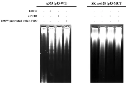 Figure 5.    DNA fragmentation by 1400W and/or carboxy-PTIO in A375 and SK mel-28 cells