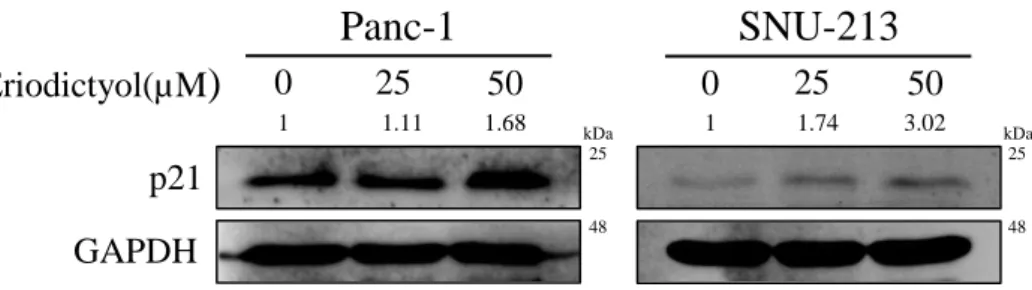 Figure 6. Effects of eriodictyol on the cell cycle related proteins in human 