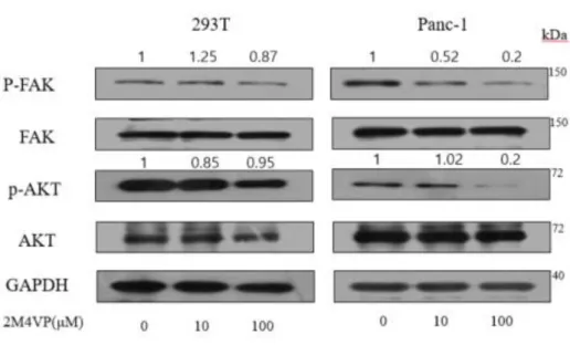 Figure 6. The expression and phosphorylation analysis of FAK and AKT in 293T 