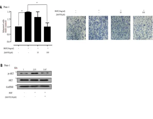 Figure 7.Effect of 2M4VP on HGF-induced migration in Panc-1 cells (A).   