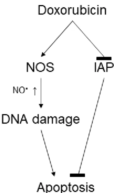 Fig. 3.  Model for Doxorubicin-induced apoptosis.