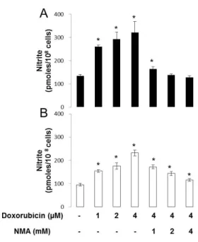 Fig. 5.  NO •  production on Doxorubicin-treated human colon cancer cell lines.  