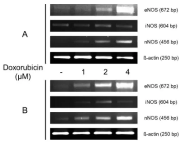 Fig. 6.  Reverse transcription polymerase chain reacion (RT-PCR) analysis of  mRNA expression levels of eNOS, iNOS and nNOS