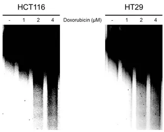 Fig.  8.    DNA  fragmentation  assay  for  apoptosis  detection.  Agarose  gel  electrophoresis of fragmented cellular DNA induced by Doxorubicin treatment.