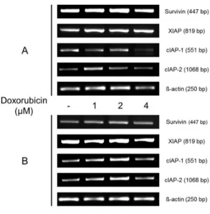 Fig.  9.    RT-PCR  analysis  of  mRNA  expression  levels  of  survivin,  XIAP,  cIAP-1  and  cIAP-2