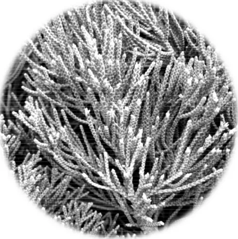 Fig. 1 The picture of Juniperus chinensis leaf. 