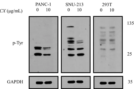 Fig. 4 JCX downregulated the tyrosine-phosphorylated proteins PANC-1, SNU-213, and 