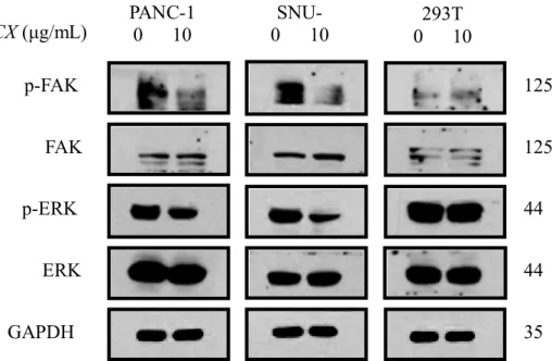 Fig.  5  JCX  downregulated  the  p-FAK  and  p-ERK  PANC-1,  SNU-213,  and  293T  cells 
